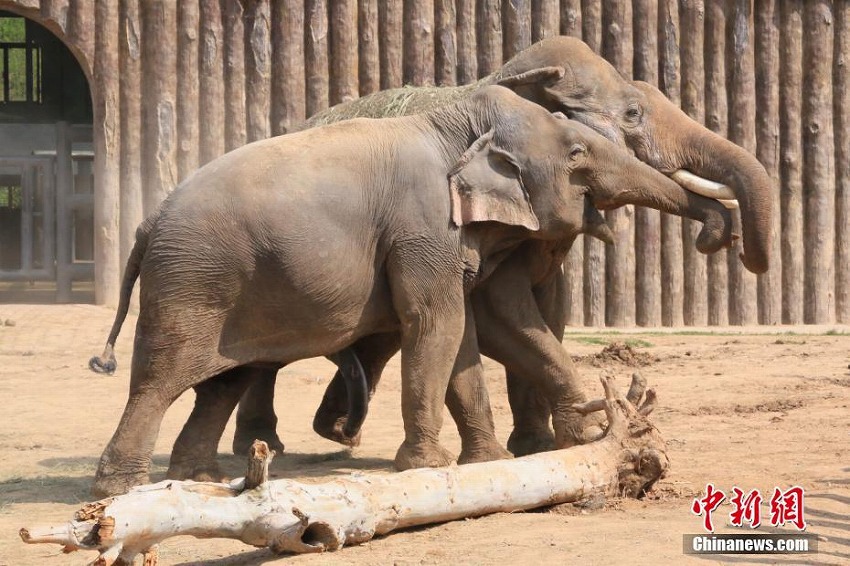 七夕節(jié)を前に、動(dòng)物たちも仲睦まじさをアピール　山東省