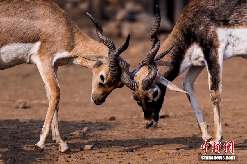 七夕節(jié)を前に、動(dòng)物たちも仲睦まじさをアピール　山東省
