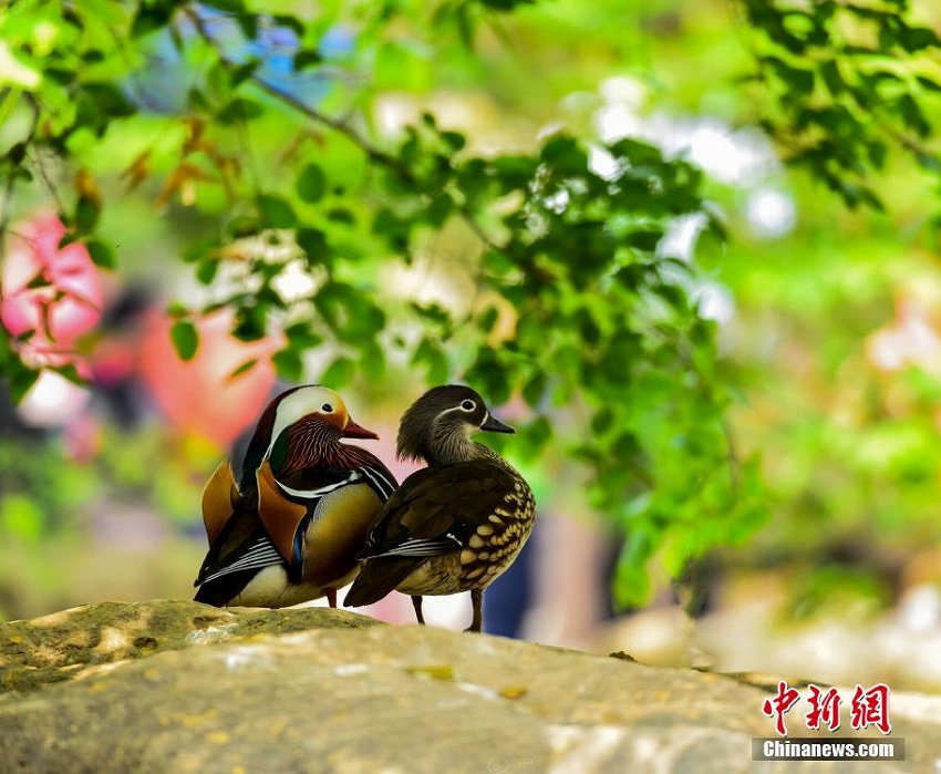 七夕節(jié)を前に、動物たちも仲睦まじさをアピール　山東省