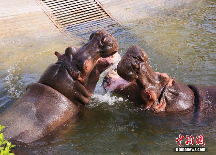 七夕節(jié)を前に、動(dòng)物たちも仲睦まじさをアピール　山東省