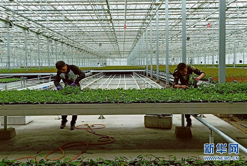 花の香漂う辺境の花畑　銀川市の最先端農(nóng)業(yè)園區(qū)