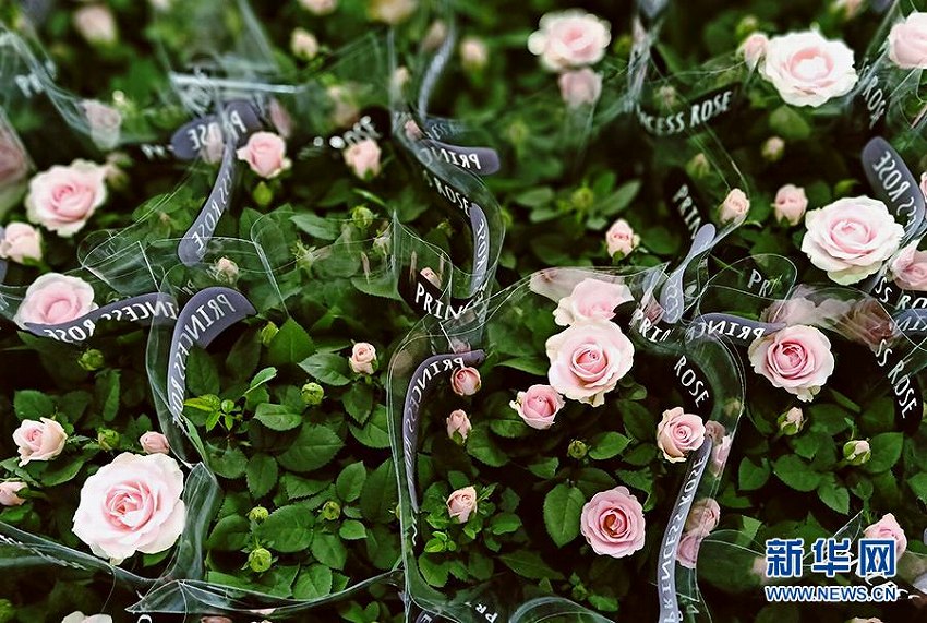 花の香漂う辺境の花畑　銀川市の最先端農(nóng)業(yè)園區(qū)