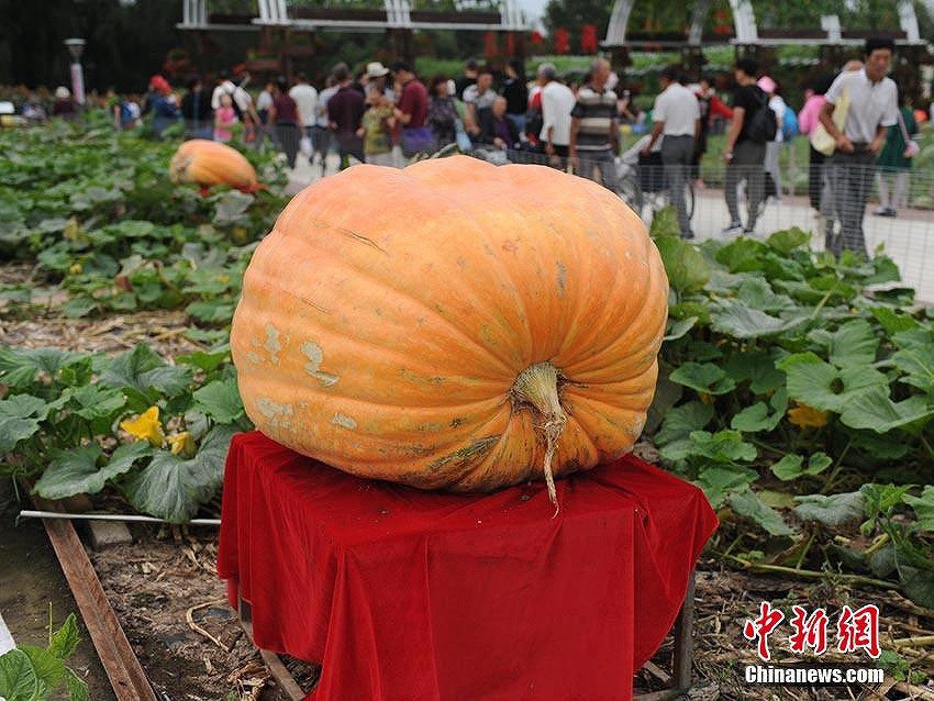 73キロのどでかいスイカ！　長春市で國際農(nóng)業(yè)?食品博覧會