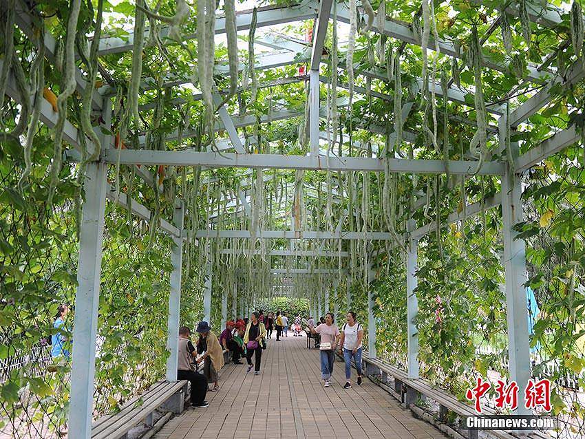 73キロのどでかいスイカ！　長春市で國際農(nóng)業(yè)?食品博覧會