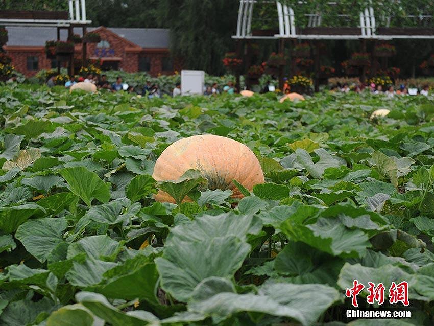 73キロのどでかいスイカ！　長春市で國際農(nóng)業(yè)?食品博覧會