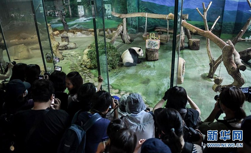 大陸部から臺灣地區(qū)に寄贈されたパンダの「団団」と「圓圓」、14歳に