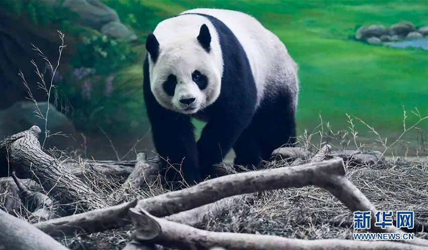 大陸部から臺(tái)灣地區(qū)に寄贈(zèng)されたパンダの「団団」と「圓圓」、14歳に