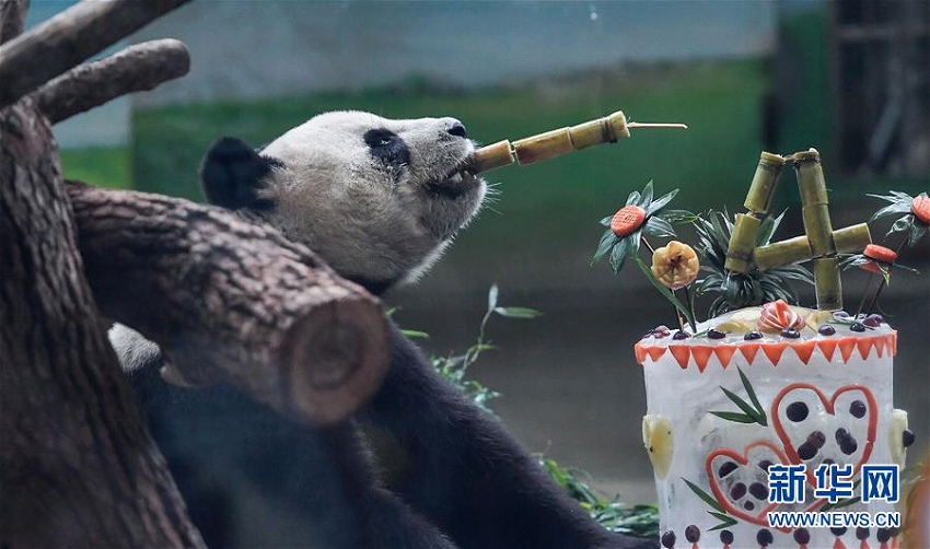 大陸部から臺(tái)灣地區(qū)に寄贈(zèng)されたパンダの「団団」と「圓圓」、14歳に