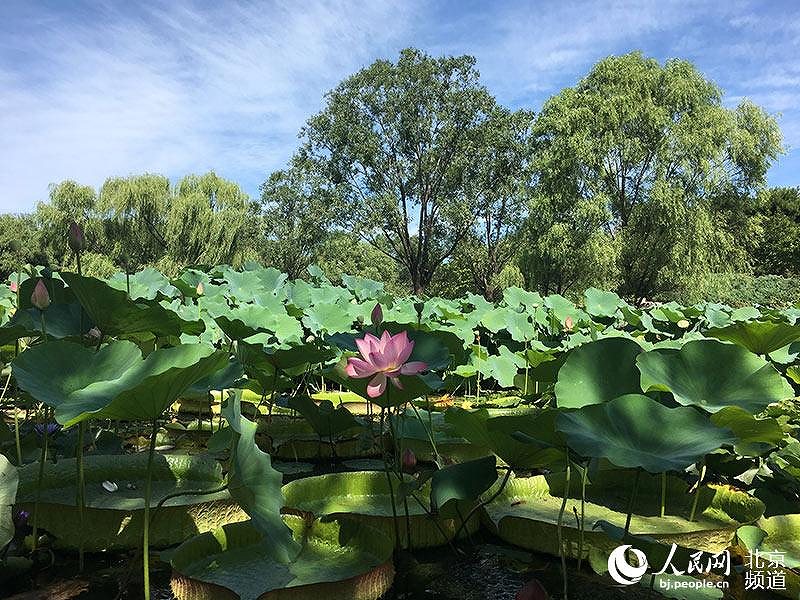 北京にサファイアのように澄みきった青空広がる