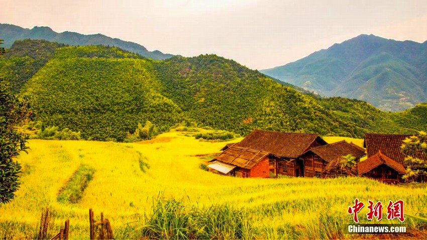 実りの秋！黃金色に輝く棚田の織り成す美しい風(fēng)景　湖南省