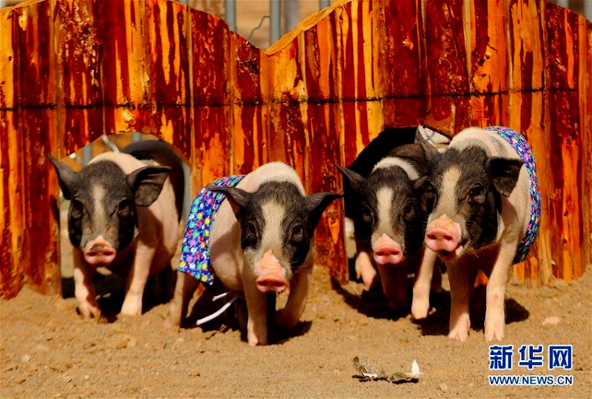 かわいさ爆発の子ブタの運(yùn)動會　河北?張家口