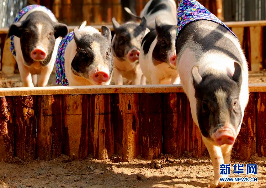 かわいさ爆発の子ブタの運動會　河北?張家口