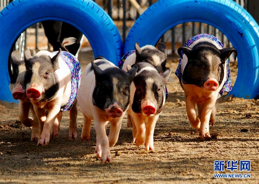 かわいさ爆発の子ブタの運(yùn)動(dòng)會(huì)　河北?張家口