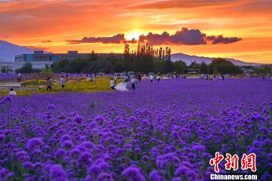 美しい夕日に映える色とりどりの花々　甘粛省金昌