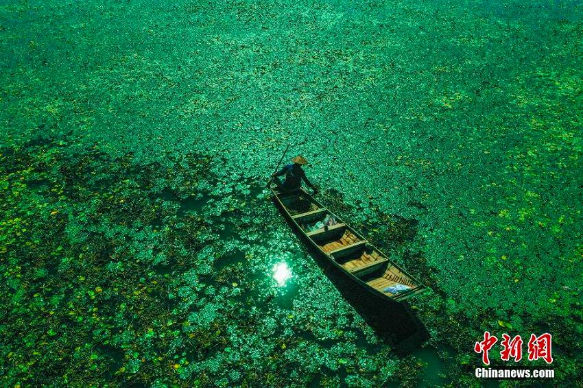 碧玉のような湖面にさざ波揺らぐ石臼湖濕地の美しい風(fēng)景
