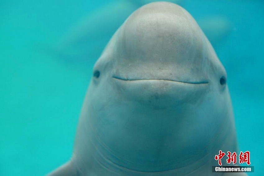 中國科學(xué)院が2頭目となるスナメリの人工飼育と繁殖に成功