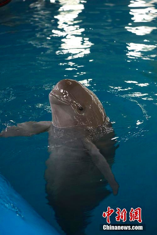 中國科學院が2頭目となるスナメリの人工飼育と繁殖に成功