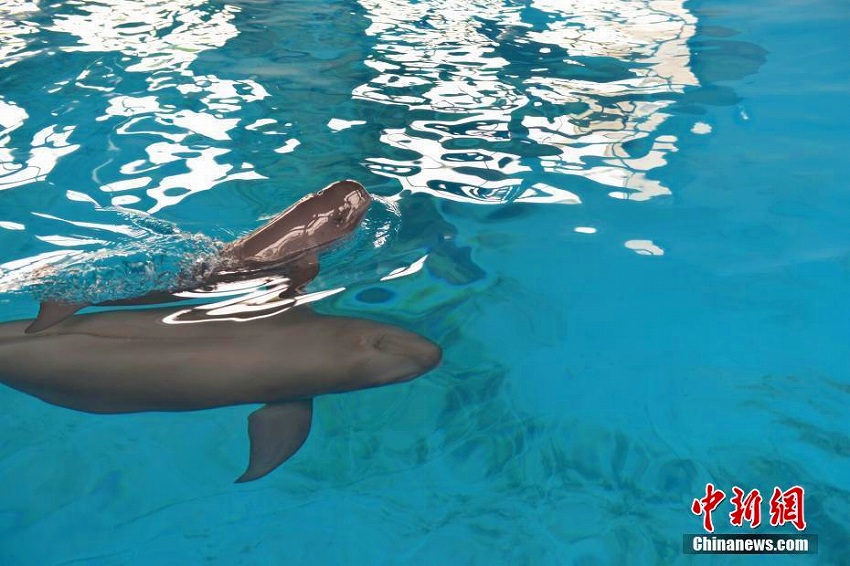 中國(guó)科學(xué)院が2頭目となるスナメリの人工飼育と繁殖に成功