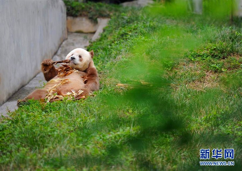 秦嶺の茶色いパンダ「七仔」の優(yōu)雅な生活