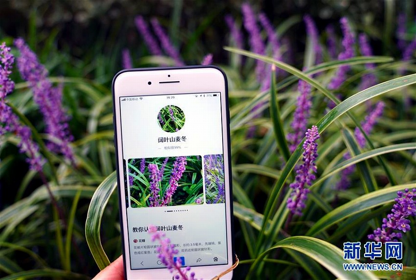 植物園で體験！スマホの畫像認識機能で植物の知識學ぶ