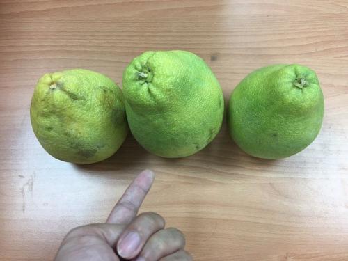 臺灣地區(qū)で中秋節(jié)にもらって一番うれしくないのは「ブンタン」