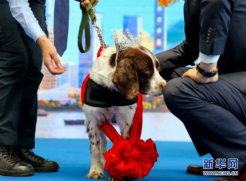 上海環(huán)球金融センターの爆発物探知犬4頭が「勇退」