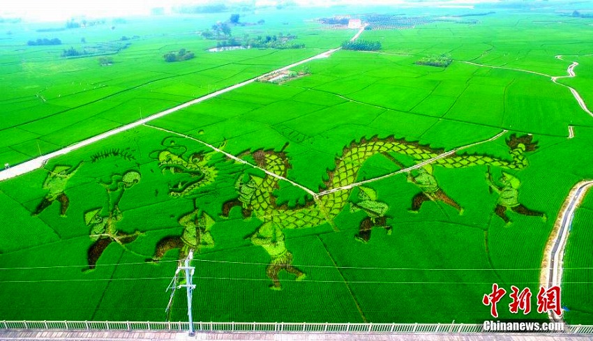 広西高速鉄道の沿線に広がる田んぼアート