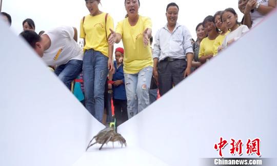 食べて美味しい走らせて楽しい？ 重慶市で上海ガニレース