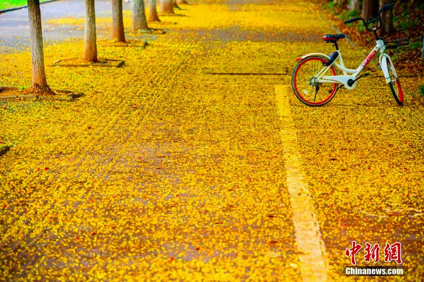 雨上がり、三峽大學(xué)キャンパスは菩提樹の花に覆われ「黃金の道」に