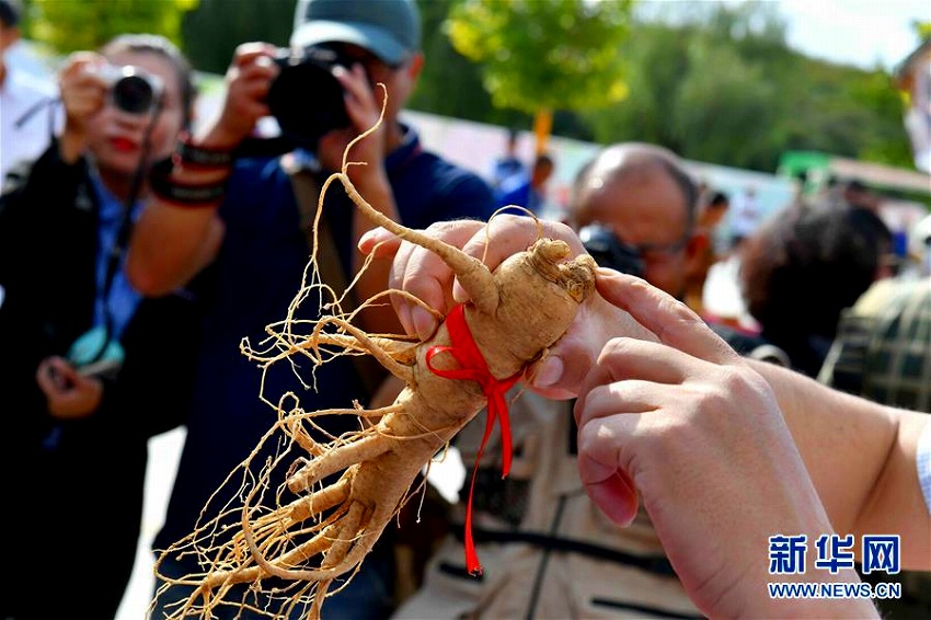 山東省文登區(qū)で「西洋人參王」グランプリ