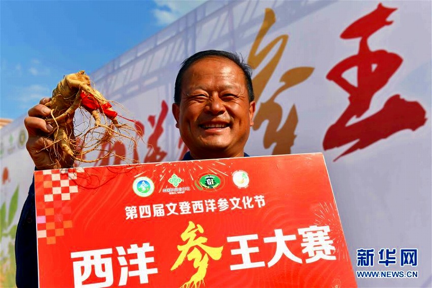 山東省文登區(qū)で「西洋人參王」グランプリ