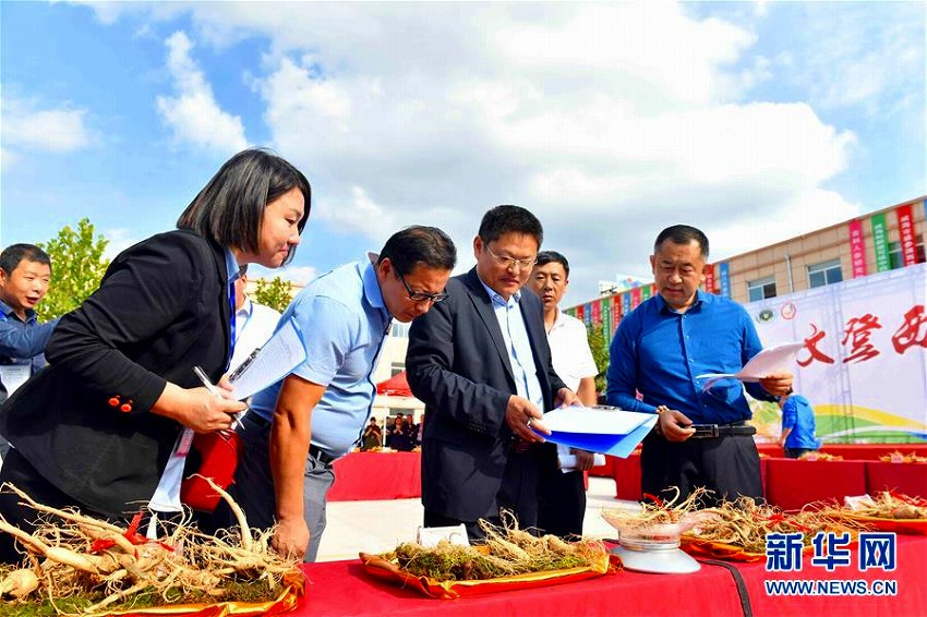 山東省文登區(qū)で「西洋人參王」グランプリ