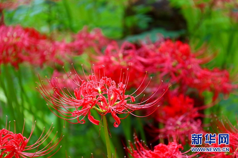 まるで燃え立つ炎のような曼珠沙華500萬(wàn)本が満開(kāi)に　埼玉県