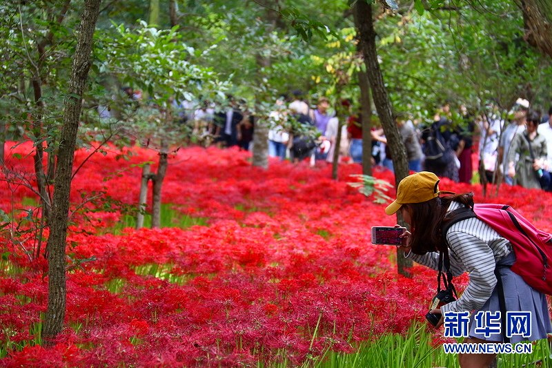 まるで燃え立つ炎のような曼珠沙華500萬本が満開に　埼玉県