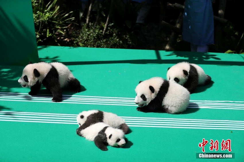 2018年生まれのパンダの赤ちゃんお披露目　四川省
