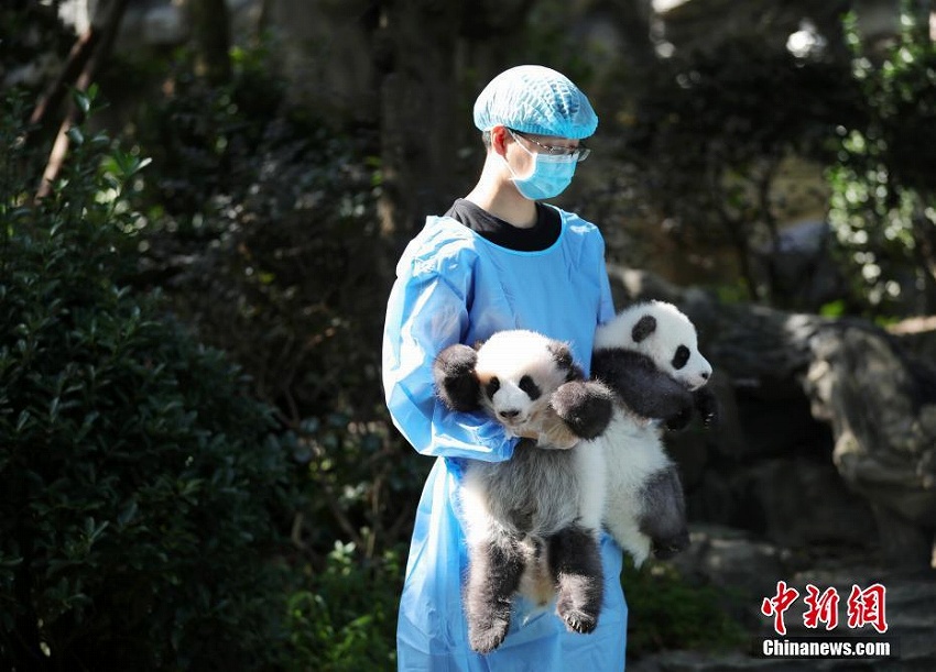 2018年生まれのパンダの赤ちゃんお披露目　四川省