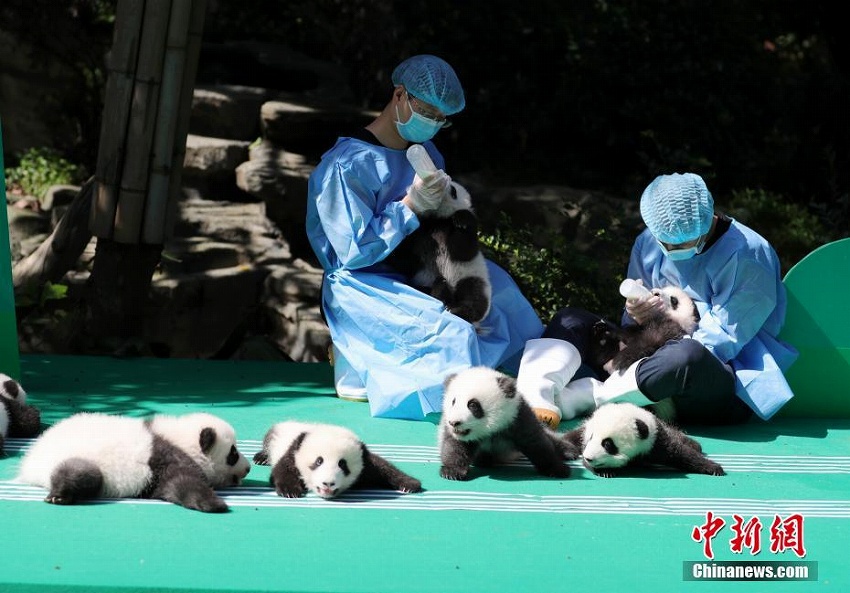 2018年生まれのパンダの赤ちゃんお披露目　四川省