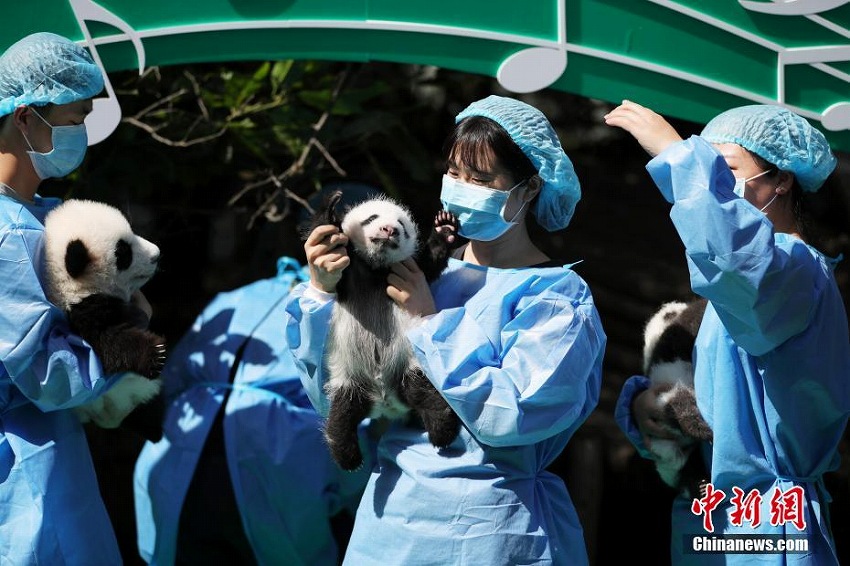 2018年生まれのパンダの赤ちゃんお披露目　四川省