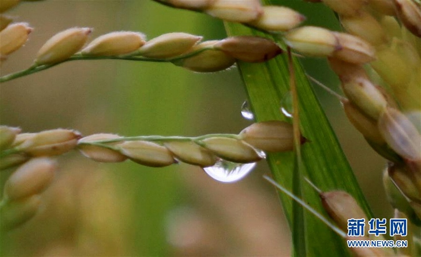 10月8日は秋の終わりを告げる「寒露」