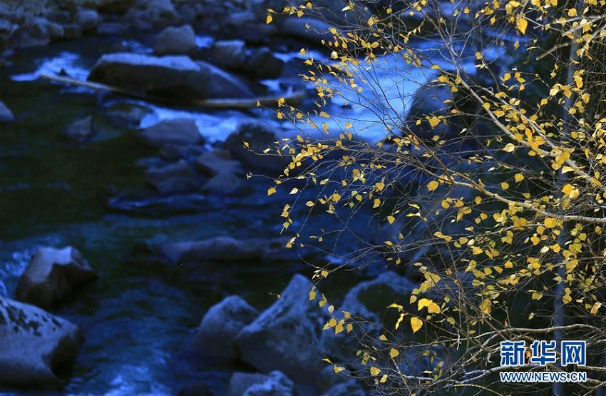 新疆?可可托海の美しい秋景色