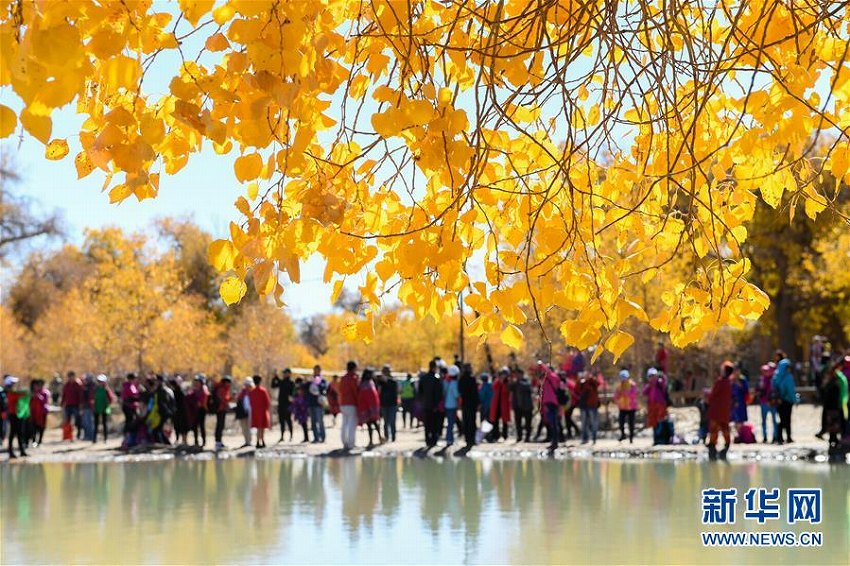 黃金色の「衣裝」身にまとう秋のコトカケヤナギ　內蒙古