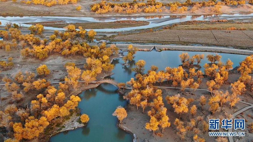 黃金色の「衣裝」身にまとう秋のコトカケヤナギ　內(nèi)蒙古