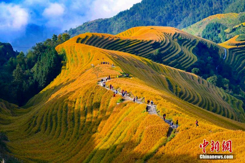 秋を迎えた広西?桂林の棚田　まるで「金色の海」