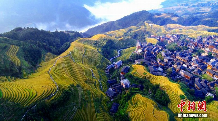 秋を迎えた広西?桂林の棚田　まるで「金色の?！?></a></td></tr><tr><td class=