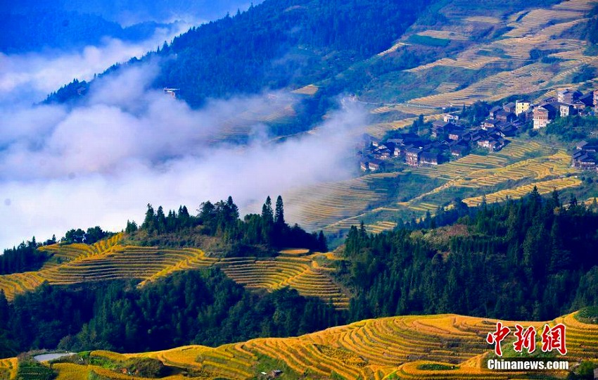 秋を迎えた広西?桂林の棚田　まるで「金色の?！?></a></td></tr><tr><td class=