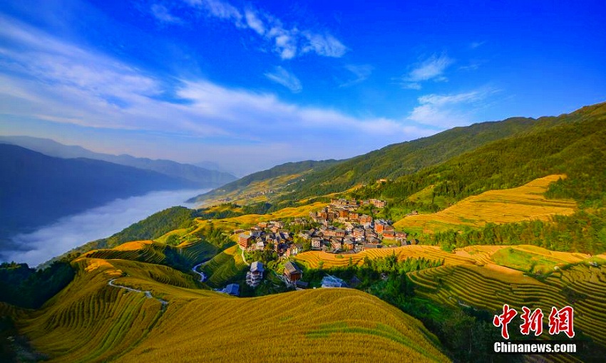 秋を迎えた広西?桂林の棚田　まるで「金色の?！?></td></tr><tr><td class=