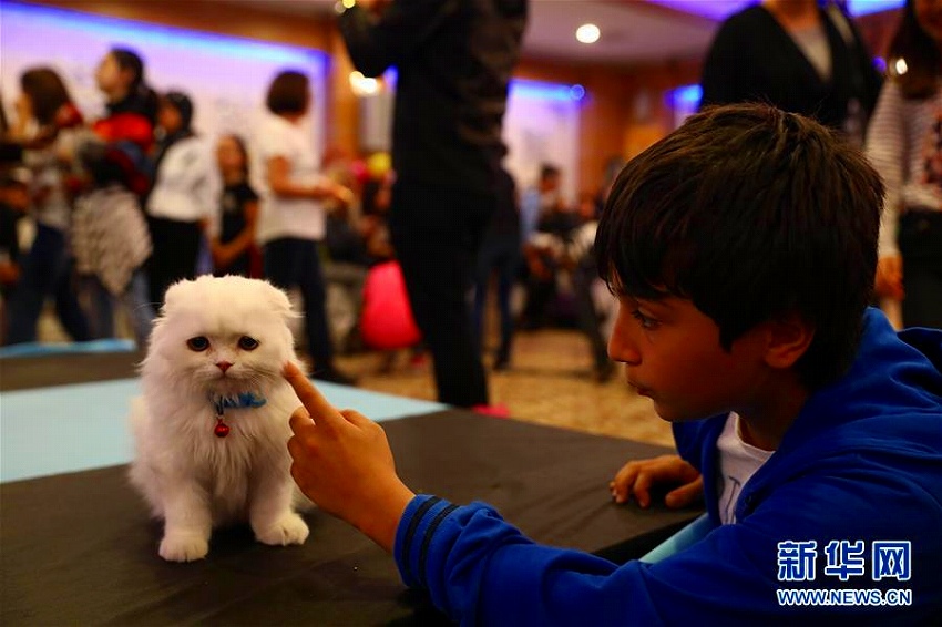 トルコで「美貓」コンテスト開催