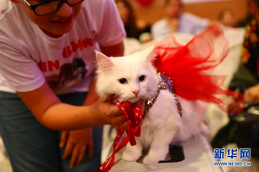 トルコで「美貓」コンテスト開催