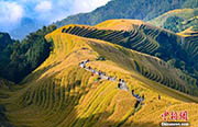 秋を迎えた広西?桂林の棚田　まるで「金色の?！?/></a><a href=