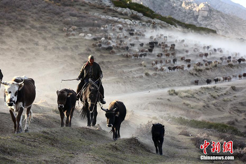 圧巻のスケール！遊牧民たちの秋の大移動(dòng)　新疆